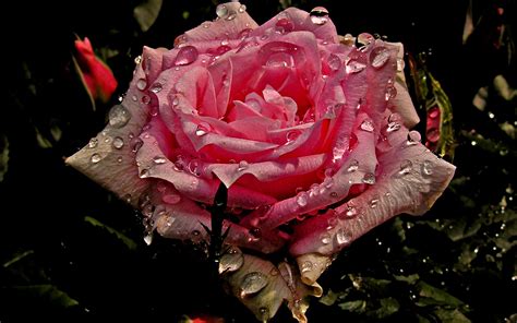 Wet Pink Rose 高清壁纸 桌面背景 x