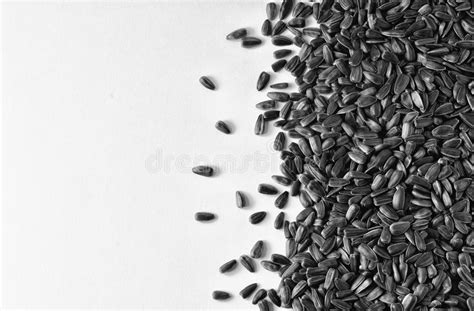 Sunflower Seeds Scattered On The Surface Stock Image Image Of Healthy