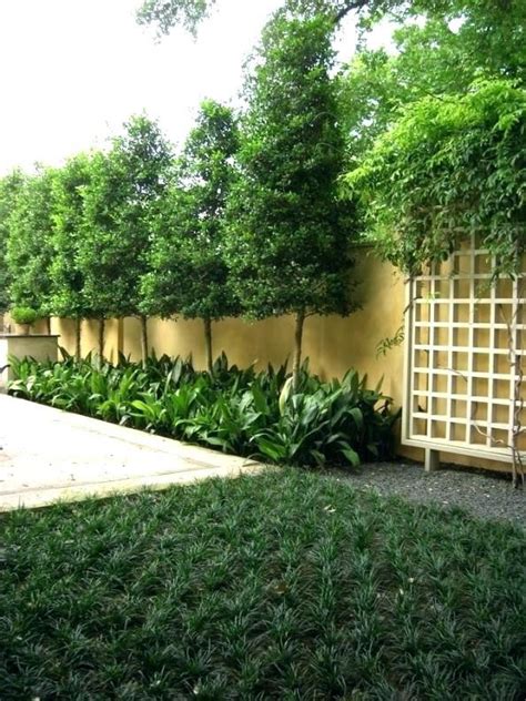 Best Privacy Trees For Small Backyard Best Backyard Trees For Privacy