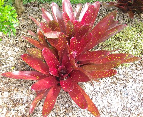 A Wandering Botanist A Gallery Of Bromeliads