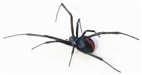 Also Known As The Australian Redback