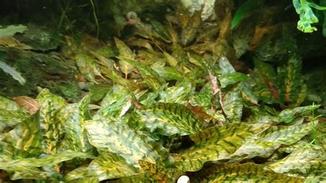 If the aquarium is well fertilized, the leaf with the stalk can also reach a length of 20 cm. Cryptocoryne nurii 'Rosen Maiden' - YouTube