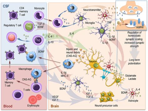 figure 1 from contribution of neuroinflammation and immunity to brain aging and the mitigating