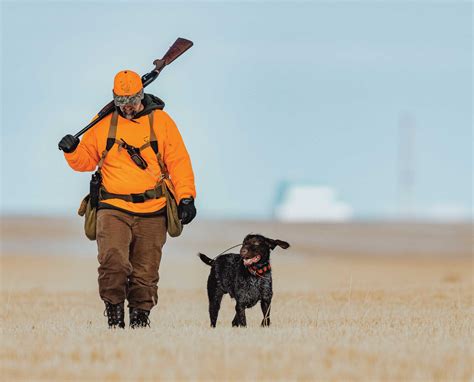 3 Things To Consider When Hunting Pheasant With A Dog