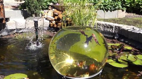 One of those seasons in our ponds, is spawning season; Goldfish Observatory in Backyard Pond - YouTube