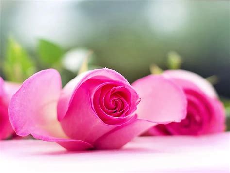 Pink Roses Roses Flowers Romance Romantic Love Valentine Floral Bouquet Blossoms