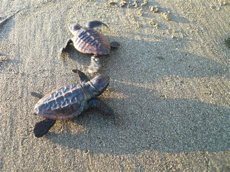 Traveling Japan Baby Sea Turtles