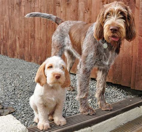 Everything About Your Spinone Italiano Luv My Dogs