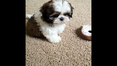 They are believed to have stemmed from the mating of the pekingese with the tibetan mountain dog or the lhasa apso. Meet My New Puppy, Junior (9 weeks old Shih Tzu) - YouTube