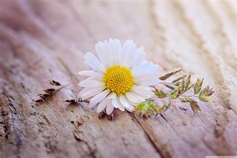 Cute Daisy Wallpapers Wallpaper Cave