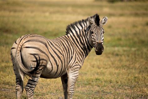 Have You Heard Of The Zebra Migration Rhino Africa Blog