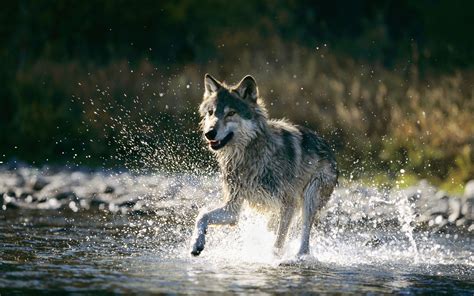 Wild, wolf, 4k, wallpapers posted in 4k wallpapers category and wallpaper original resolution is 3840x2160 px. Running Wolf Wallpapers - Wallpaper Cave