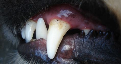 What Causes Mouth Sores On Dogs Healthcare For Pets