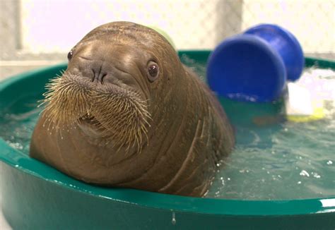 Orphaned Baby Walrus To Arrive At New York Aquarium The New York Times