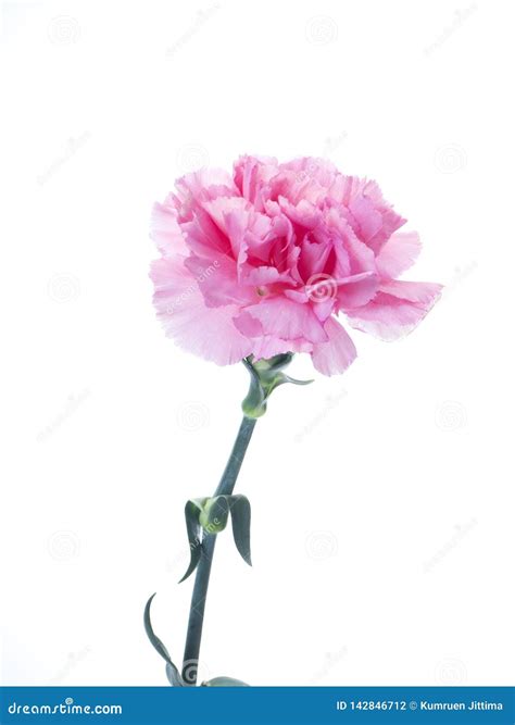 Single Pink Carnations Flower On White Stock Photo Image Of Present