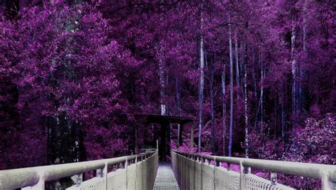 Purple Forest By Thelittleredheart On Deviantart