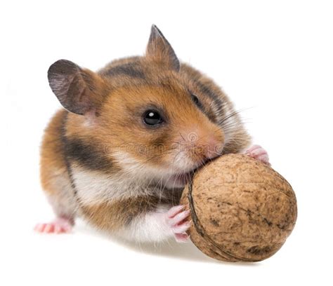 Hamster Eating Nut Royalty Free Stock Images Image 30461519