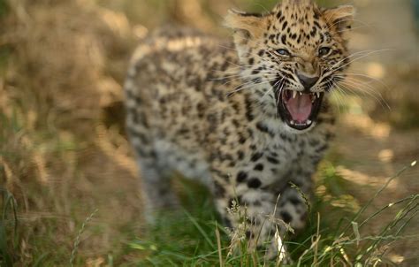 Wallpaper Cub Kitty Roar The Amur Leopard © Anne Marie Kalus Images