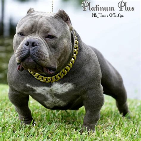It has established itself as separate from it's cousin the american bully and is still a controversial topic with much needed breed standards. Pin en American bully