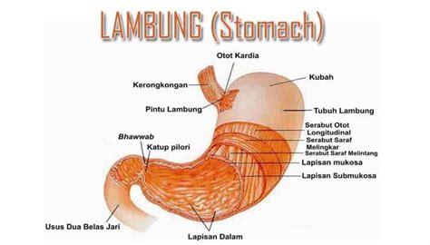 erek lambung