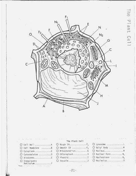 Older students can be challenged to identify and label the animal cell parts. Unique Animal Cell Coloring Sheet Answer Key Yonjamedia ...