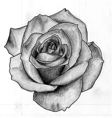 Shrub flower rose , bushes transparent, purple and white petaled flowers illustration png clipart. Rose Black and White by Kordyne on DeviantArt