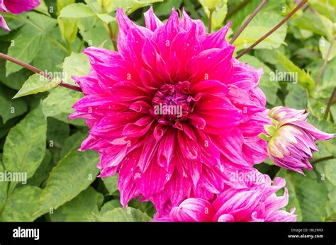 England Flower Dahlia Uk Hi Res Stock Photography And Images Alamy