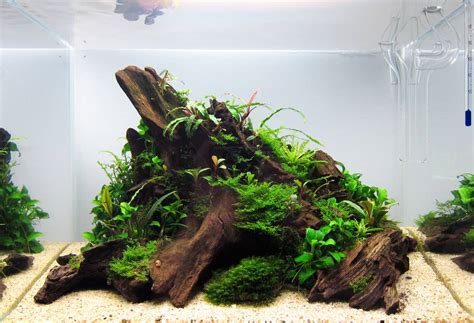 Formas De Diseño En Aquascaping