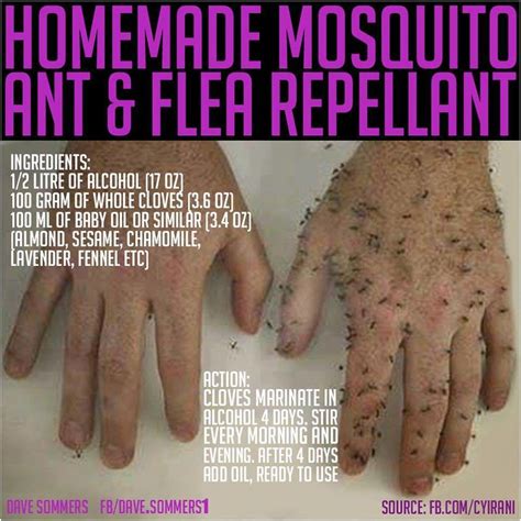 Request any service, anywhere with intently.co. 526322_1178308935642149_210311315_n | Flea repellent ...