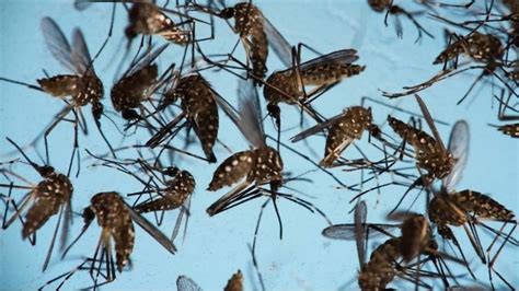 Mosquito Army Released In Zika Fight In Brazil And Colombia Bbc News