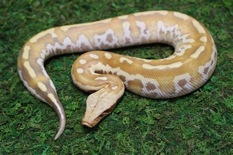 T Albino Possible Matrix Blood Python By Juggernaut Reptiles