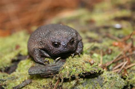 Meet Cute Black Rain Frogs That Look Like Angry Or Sad
