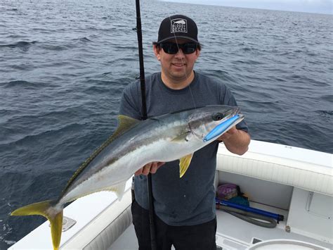 Yellowtail Tuna Fishing | Bloodydecks