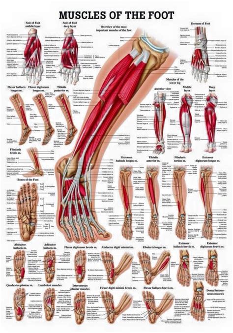 Muscles In The Body Labeled