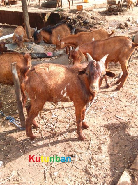 A baby goat is called a kid, and there are over 300 different breeds of goats. Goat Farming: Red Sokoto (maradi) Goat Breeders and ...