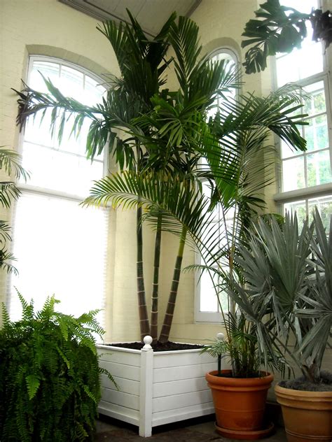 Maybe you would like to learn more about one of these? Bring on the Palms Indoors - Plantscapers