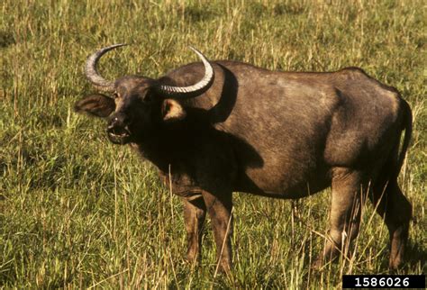 Water Buffalo Bubalus Bubalis