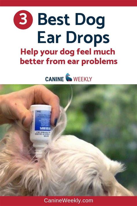 3 Best Dog Ear Drops In 2020 That Actually Work With Images Dog