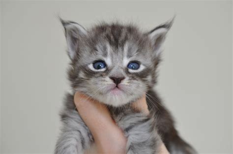 Siberian kittens by kravchenko, port orange, florida. Available Maine Coon Kittens for Sale - European Maine ...