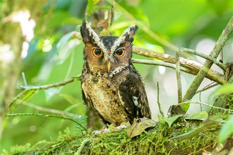 Researchers Discover Super Rare Owl Species In Malaysia Unseen For 125