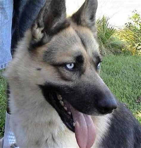 Read how big will my german shepherd get? German shepherd husky mix | 1 | Pinterest | German ...