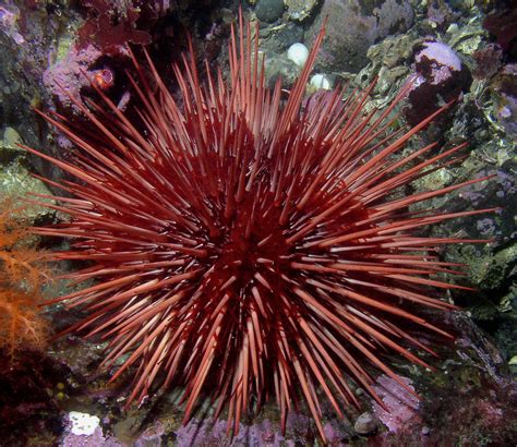 Is Aging Inevitable Not Necessarily For Sea Urchins