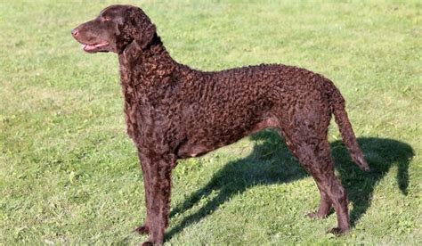 Curly Coated Retriever Traits Temperament And Training