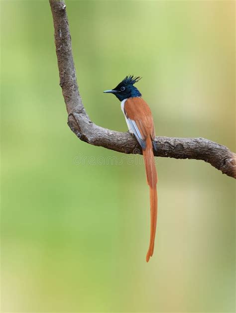 Asian Paradise Flycatcher Bird Stock Image Image Of Branch