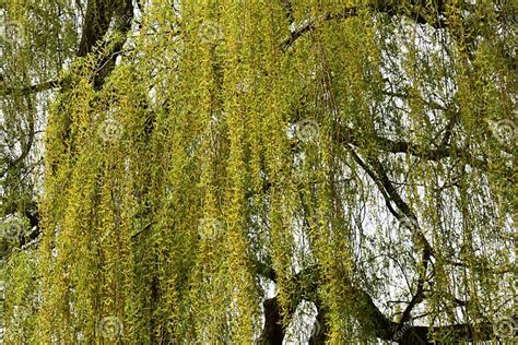 Weeping Willow Tree Branches With Leaves Stock Photo Image Of