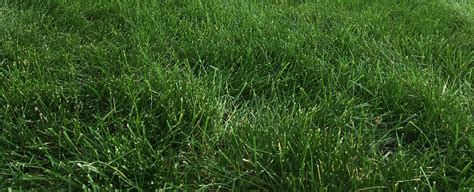 What Is Tall Fescue Grass Used For