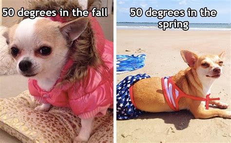 21 Funny Dog Pictures That Perfectly Sum Up How We Feel