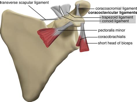 Coracoid Process The Lighthouse Of The Shoulder Radiographics