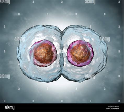 Zygote Dividing Into Two Hi Res Stock Photography And Images Alamy