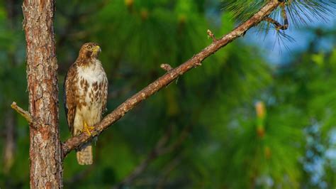 The Sound Of A Red Tailed Hawk Youtube